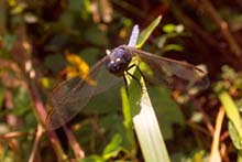 Image 03
